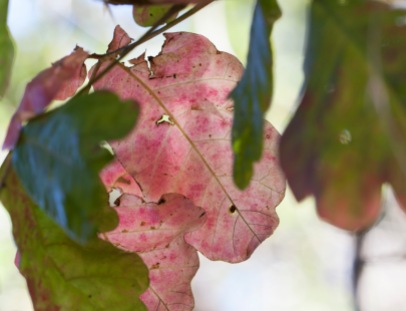 transparent pink leaf
