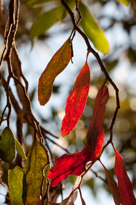 red-leaf-backlight