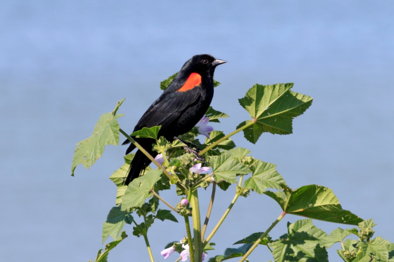 041917-redwing blackbird